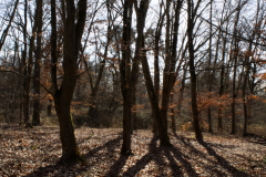 Dossenwald