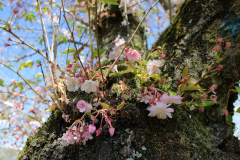 Schwetzinger Schlossgarten