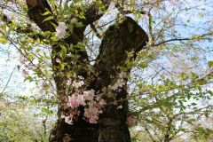 Schwetzinger Schlossgarten