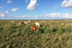 Insel Fehmarn